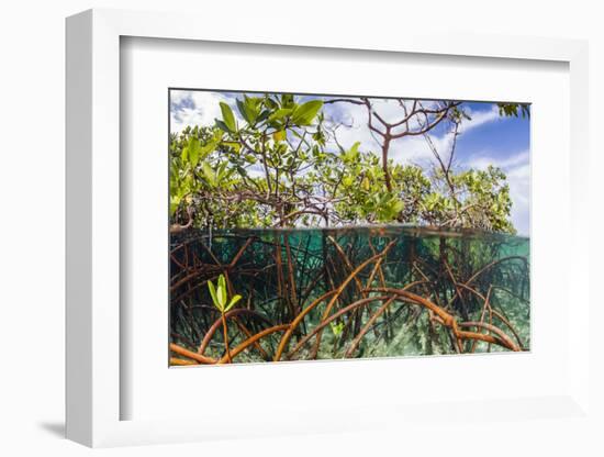 Above Water and Below Water View of Mangrove with Juvenile Snapper and Jack-James White-Framed Photographic Print