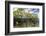 Above Water and Below Water View of Mangrove with Juvenile Snapper and Jack-James White-Framed Photographic Print