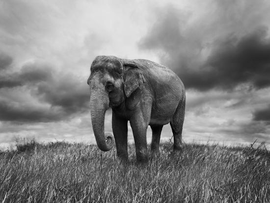 Photographic Print, , large