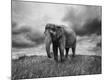 Photographic Print