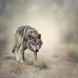 Portrait of Gray Wolf Walking-abracadabra99-Photographic Print