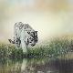 Premium Photographic Print