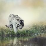 White Tiger near A Pond-abracadabra99-Framed Premier Image Canvas