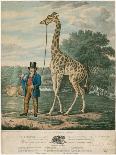 Portrait of the Giraffe, 1827-Abraham Bruiningh van Worrell-Framed Giclee Print