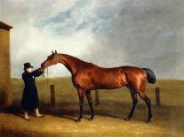 Colonel Udny's Bay Colt Truffle by Sorcerer Held by a Groom, 1815-Abraham Cooper-Giclee Print