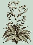 Sepia Munting Foliage II-Abraham Munting-Art Print