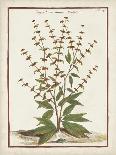 Munting Botanicals IV-Abraham Munting-Art Print