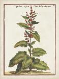 Munting Botanicals III-Abraham Munting-Art Print