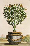 Opuntia Maior Augustifolia, from 'Phytographia Curiosa', Published 1702 (Coloured Engraving)-Abraham Munting-Giclee Print