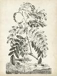 Munting Botanicals IV-Abraham Munting-Framed Art Print