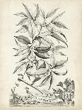 Scenic Botanical II-Abraham Munting-Art Print