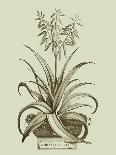 Aloe Vera Vulgaris, from Phytographia Curiosa, Published 1702-Abraham Munting-Giclee Print