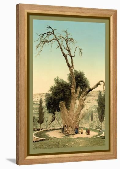 Abraham's Tree Mamreh on the West Bank-null-Framed Stretched Canvas