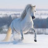 Gray Welsh Pony Galloping on Snow Hill-Abramova Kseniya-Framed Photographic Print