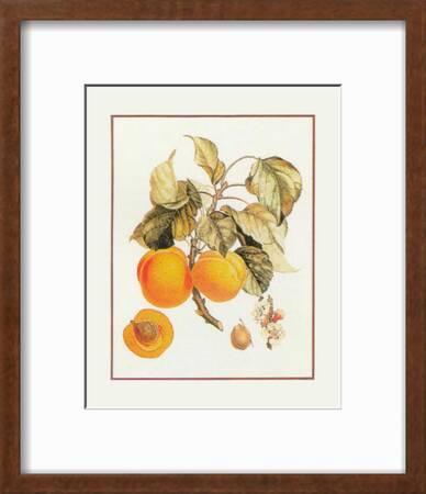 Abricot Peche Art Print Art Com