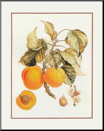 Abricot Peche Art Print Art Com