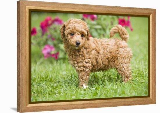 Abricot Poodle Puppy in Garden with Flowers-null-Framed Premier Image Canvas