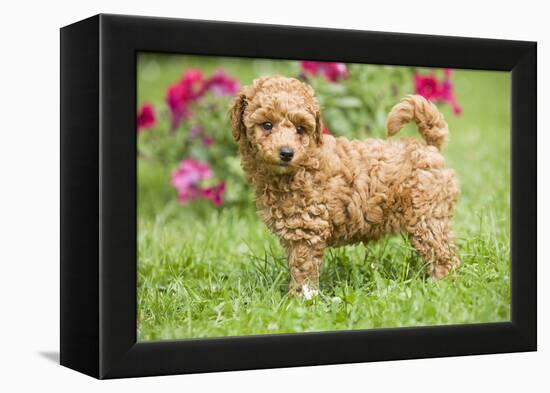 Abricot Poodle Puppy in Garden with Flowers-null-Framed Premier Image Canvas