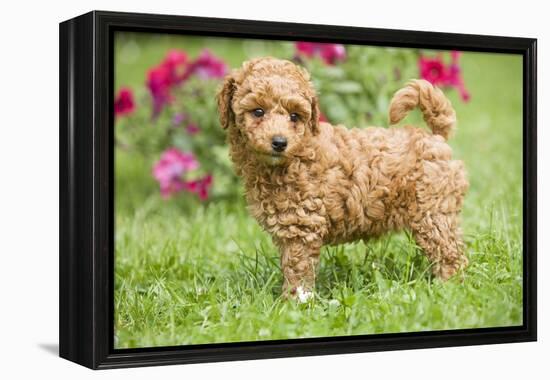 Abricot Poodle Puppy in Garden with Flowers-null-Framed Premier Image Canvas