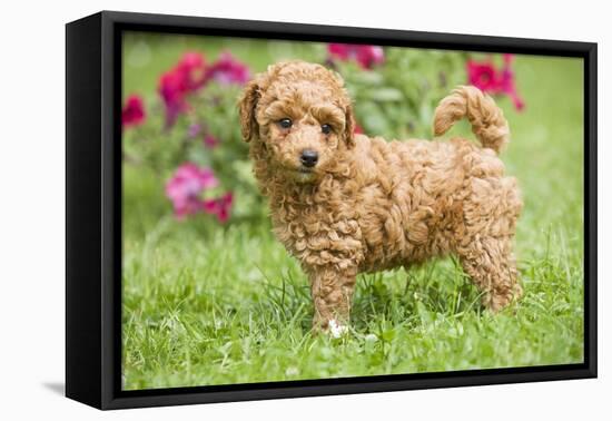 Abricot Poodle Puppy in Garden with Flowers-null-Framed Premier Image Canvas