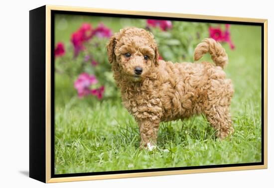Abricot Poodle Puppy in Garden with Flowers-null-Framed Premier Image Canvas
