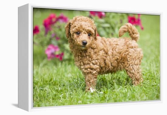 Abricot Poodle Puppy in Garden with Flowers-null-Framed Premier Image Canvas