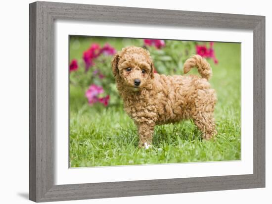 Abricot Poodle Puppy in Garden with Flowers-null-Framed Photographic Print