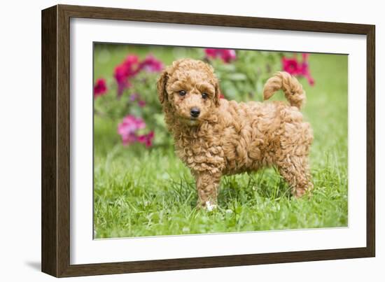 Abricot Poodle Puppy in Garden with Flowers-null-Framed Photographic Print