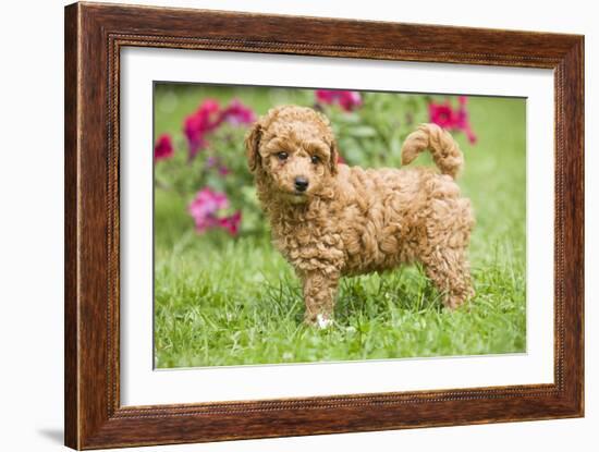 Abricot Poodle Puppy in Garden with Flowers-null-Framed Photographic Print