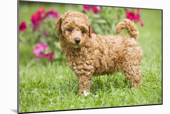 Abricot Poodle Puppy in Garden with Flowers-null-Mounted Photographic Print