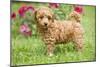 Abricot Poodle Puppy in Garden with Flowers-null-Mounted Photographic Print