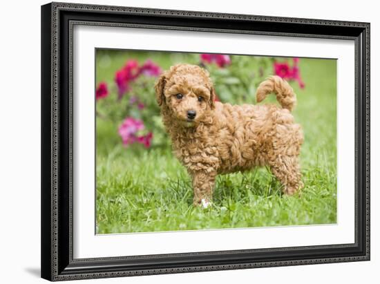 Abricot Poodle Puppy in Garden with Flowers-null-Framed Photographic Print