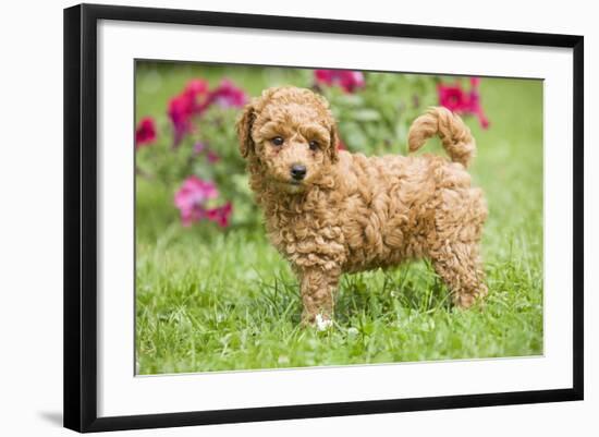 Abricot Poodle Puppy in Garden with Flowers-null-Framed Photographic Print