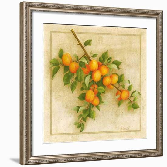 Abricots de Nancy-Vincent Perriol-Framed Art Print