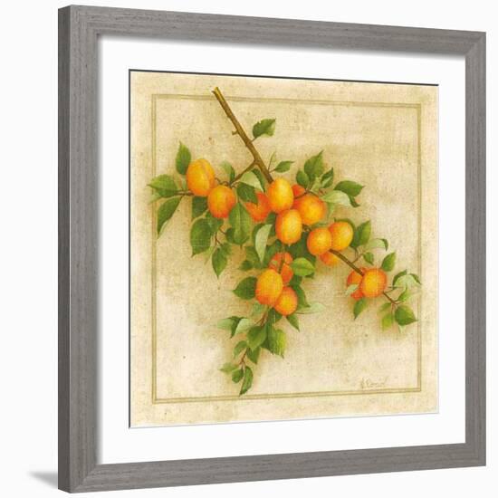 Abricots de Nancy-Vincent Perriol-Framed Art Print