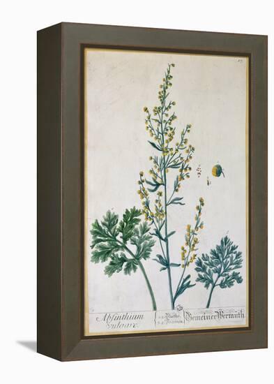 Absinthe, Plate from Herbarium Blackwellianum by the Artist, 1757-Elizabeth Blackwell-Framed Premier Image Canvas