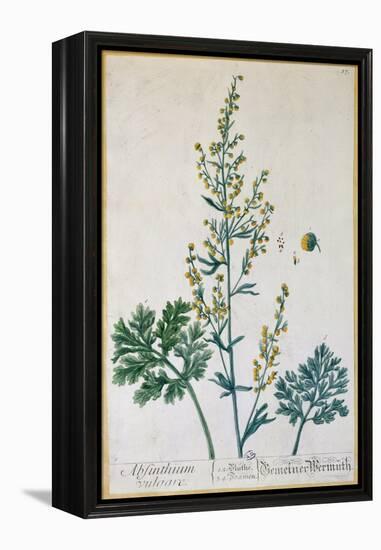 Absinthe, Plate from Herbarium Blackwellianum by the Artist, 1757-Elizabeth Blackwell-Framed Premier Image Canvas