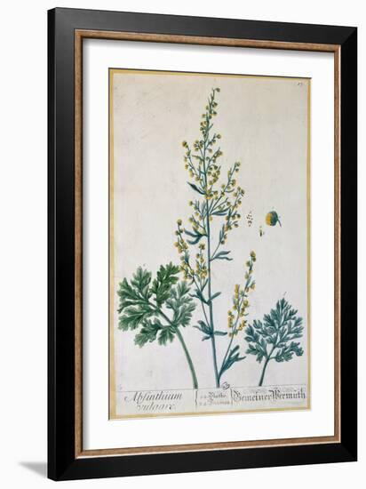 Absinthe, Plate from Herbarium Blackwellianum by the Artist, 1757-Elizabeth Blackwell-Framed Giclee Print