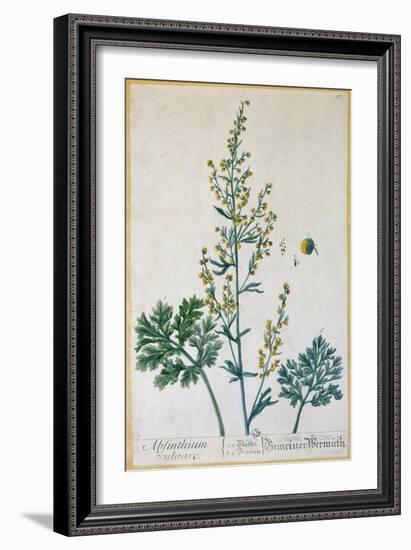 Absinthe, Plate from Herbarium Blackwellianum by the Artist, 1757-Elizabeth Blackwell-Framed Giclee Print