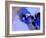 Abstract 1877-Pol Ledent-Framed Art Print