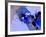 Abstract 1877-Pol Ledent-Framed Art Print