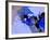 Abstract 1877-Pol Ledent-Framed Art Print