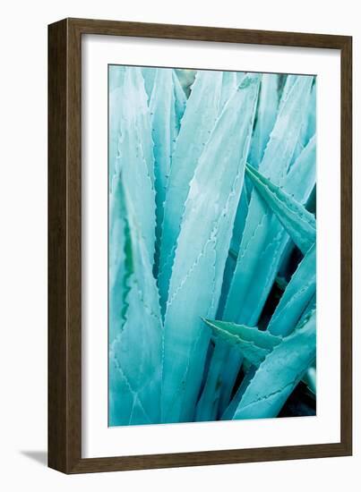 Abstract Agava I Color-Elizabeth Urquhart-Framed Art Print