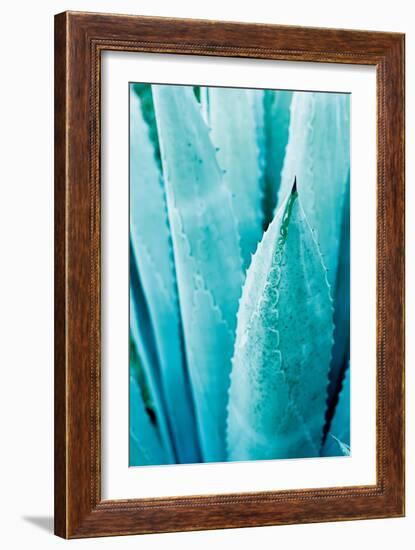 Abstract Agava II Color-Elizabeth Urquhart-Framed Art Print