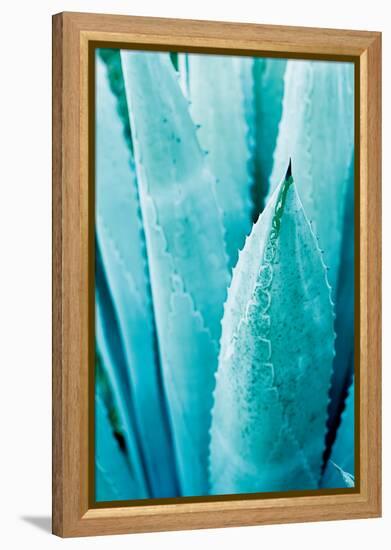 Abstract Agava II Color-Elizabeth Urquhart-Framed Stretched Canvas