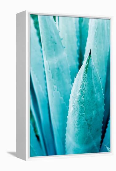 Abstract Agava II Color-Elizabeth Urquhart-Framed Stretched Canvas