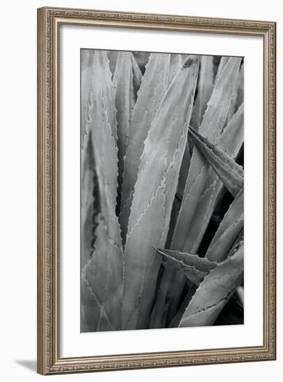 Abstract Agava II-Elizabeth Urquhart-Framed Photo