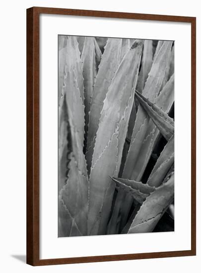 Abstract Agava II-Elizabeth Urquhart-Framed Photo