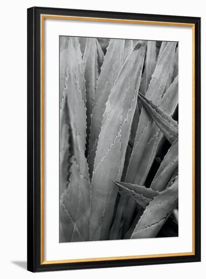 Abstract Agava II-Elizabeth Urquhart-Framed Photo