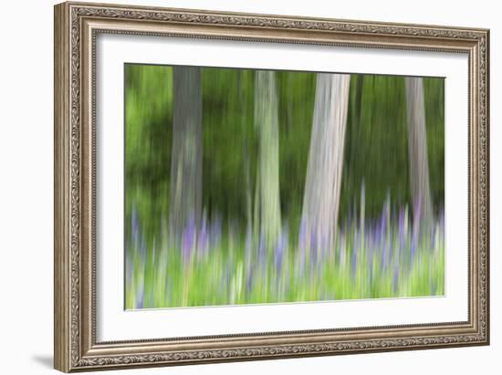 Abstract artistic blur of trees and lupine blossoms. USA, Wisconsin.-Brenda Tharp-Framed Photographic Print